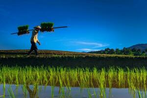 de natuurlijk schoonheid van Indonesië met groen bladeren en gras foto