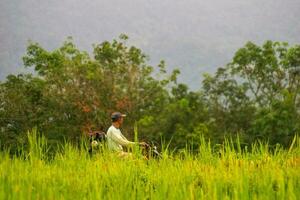 bengkulu, Indonesië, 2023 - dorp leven met boeren werken in de rijst- velden foto