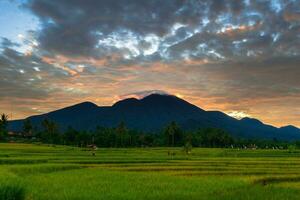 mooi ochtend- visie Indonesië panorama landschap rijstveld velden met schoonheid kleur en lucht natuurlijk licht foto