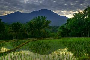 mooi ochtend- visie Indonesië panorama landschap rijstveld velden met schoonheid kleur en lucht natuurlijk licht foto