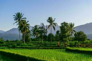 mooi ochtend- visie Indonesië panorama landschap rijstveld velden met schoonheid kleur en lucht natuurlijk licht foto