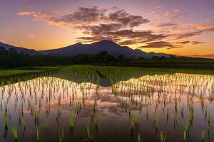 mooi ochtend- visie Indonesië panorama landschap rijstveld velden met schoonheid kleur en lucht natuurlijk licht foto