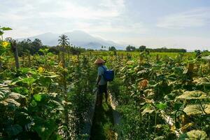 de activiteiten van boeren in de rijst- velden in de barisans bergen, bengkulu, noorden Indonesië foto