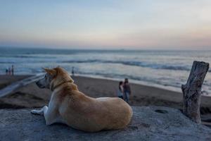 een hond op echo beach in canggu in bali foto
