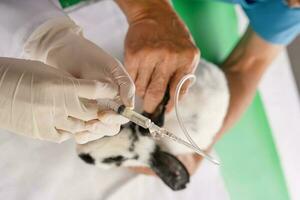 veterinair handen injecteren geneesmiddel naar konijn en helper handen Holding een konijn, concept konijn ziek, konijn erkenning, konijn behandeling in kliniek of dier ziekenhuis foto