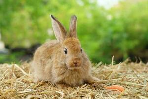 baby aanbiddelijk konijn aan het liegen Aan hooi, portret een bruin pluizig konijn achtergrond groen natuur foto