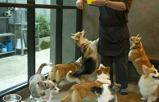 schattig hongerig welsh corgi honden aan het wachten voor voedsel van hond oppas in cafe binnenshuis foto