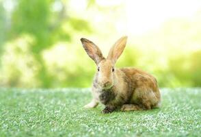 jong aanbiddelijk konijn Aan achtergrond natuur foto