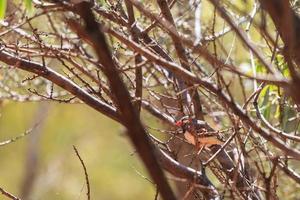 zebravink taeniopygia guttata bij kata tjuta park noordelijk gebied australië foto