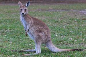 oostelijke grijze kangoeroe macropus giganteus zonneschijn kust queensland australië foto