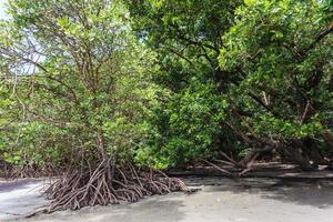 kaapverdrukking mangroven queensland australië foto