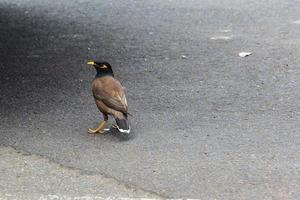 gewone myna acridotheres tristis atherton queensland australië foto