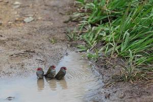 roodbruine vink neochmia temporalis noosa queensland australië foto