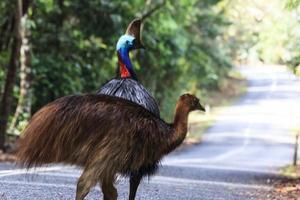 zuidelijke casuaris casuarius casuarius kaapverdrukking queensland australië foto