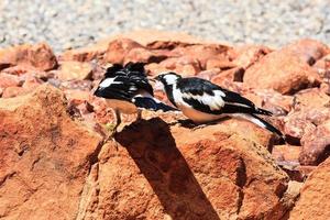 eksterleeuwerik grallina cyanoleuca noordelijk territorium australië foto