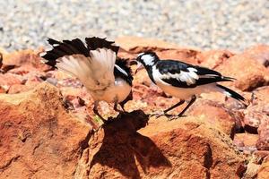 eksterleeuwerik grallina cyanoleuca noordelijk territorium australië foto