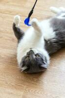 grijs-wit pluizig kat Toneelstukken met een kat speelgoed- gemaakt van veren foto