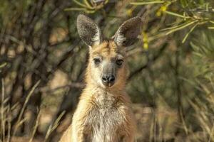 euro wallaroo in Australië foto