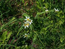 ornithogalum schermpje, de tuin ster van Bethlehem, gras lelie, middagdutje, of elf uur dame, een soorten van de geslacht ornithogalum, in de asparagaceae familie. foto