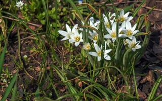 ornithogalum schermpje, de tuin ster van Bethlehem, gras lelie, middagdutje, of elf uur dame, een soorten van de geslacht ornithogalum, in de asparagaceae familie. foto