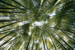 arashiyama bamboebos in kyoto, japan foto