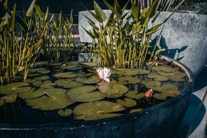 visie van een tuin vijver gevulde met aquatisch planten in een pot. water lelie bloem foto