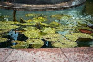 dichtbij omhoog visie van een tuin vijver gevulde met aquatisch planten. water lelie foto