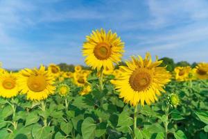 bloeiende zonnebloemen op natuurlijke achtergrond foto