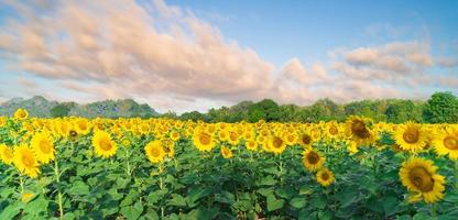 bloeiende zonnebloemen op natuurlijke achtergrond foto