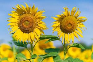 bloeiende zonnebloemen op natuurlijke achtergrond foto
