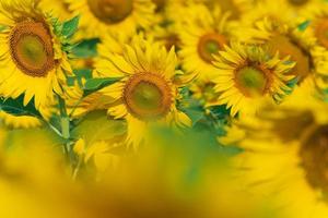 bloeiende zonnebloemen natuurlijke achtergrond foto