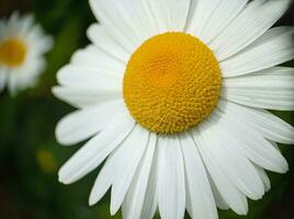 kamille macro bloem met gedetailleerd bloemblaadjes foto