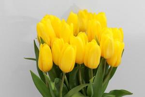 gele tulp bloemen geïsoleerd op een witte achtergrond, voor uw creatieve ontwerp en decoratie foto