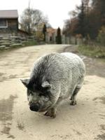 een groot zwart varken loopt door de dorpsstraat foto