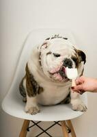 detailopname van een schattig bulldog aan het eten ijs room terwijl zittend Aan een stoel foto