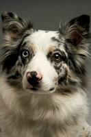 een verticaal schot van een gevlekte grens collie blauw merle hond met heterochromie ogen foto