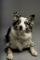 een verticaal schot van een gevlekte grens collie hond met heterochromie ogen foto