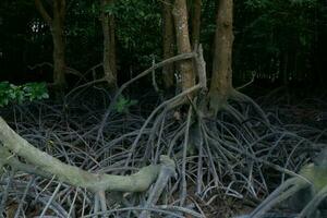 selectief focus naar de wortels van mangrove bomen groeit bovenstaand de water foto