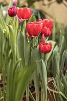rode tulpen op een bloembed in de tuin. voorjaar. bloeiend