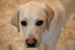 kort gecoat Britisch labrador retriever 10 maand oud foto