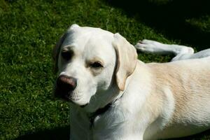 kort gecoat Britisch labrador retriever 10 maand oud foto