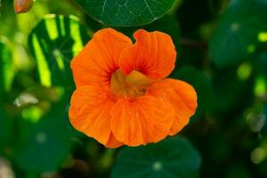 de mooie oranje bloemen van de Oost-Indische kers tropaeolum majus foto