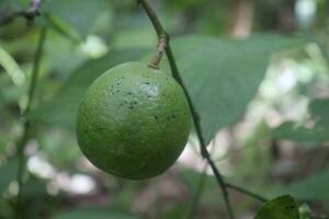 limoen fruit Aan de boom in de tuin. selectief focus. foto