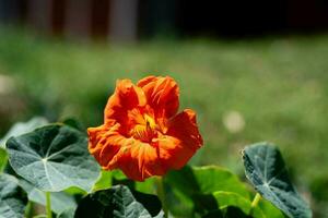 de mooie oranje bloemen van de Oost-Indische kers tropaeolum majus foto