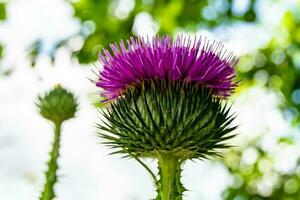 mooi groeit bloem wortel klit distel Aan achtergrond weide foto