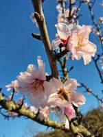 bloeiend amandel boom met mooi roze bloesems foto