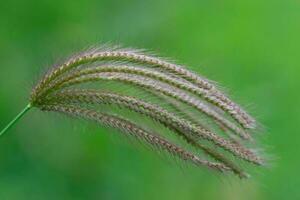 een dichtbij omhoog van een gras fabriek met lang, dun stengels foto