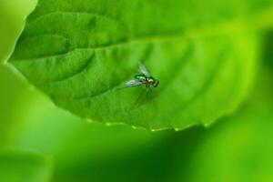 een vlieg Aan een groen blad foto