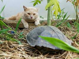 een kat en een schildpad leggen staren Bij elk andere in de voorkant tuin. foto