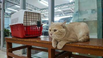 de kat gaat naar de dierenarts kliniek. naar wacht voor behandeling door zittend Aan een stoel langs met haar kooi foto